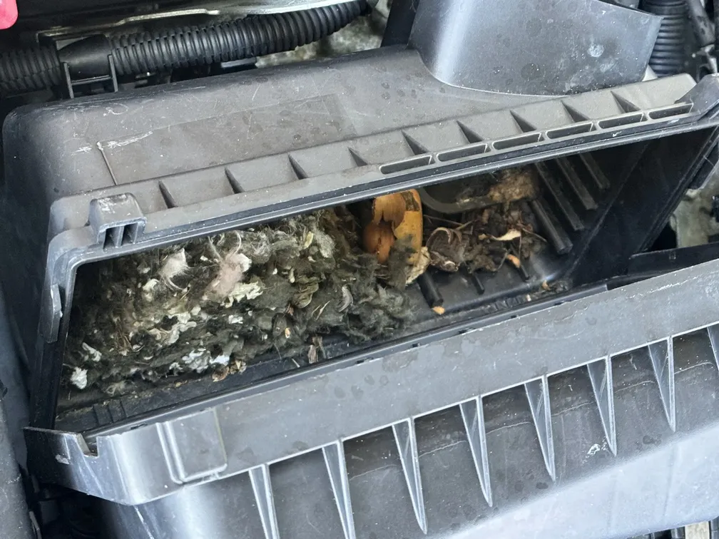 2009 Nissan Maxima. BAD rodent infestation. Engine air filter box